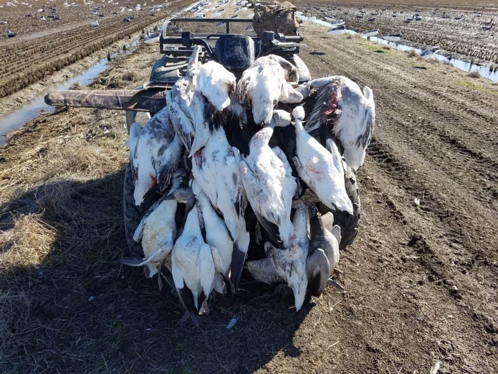 Early Morning Spring Conservation Snow Goose Hunt