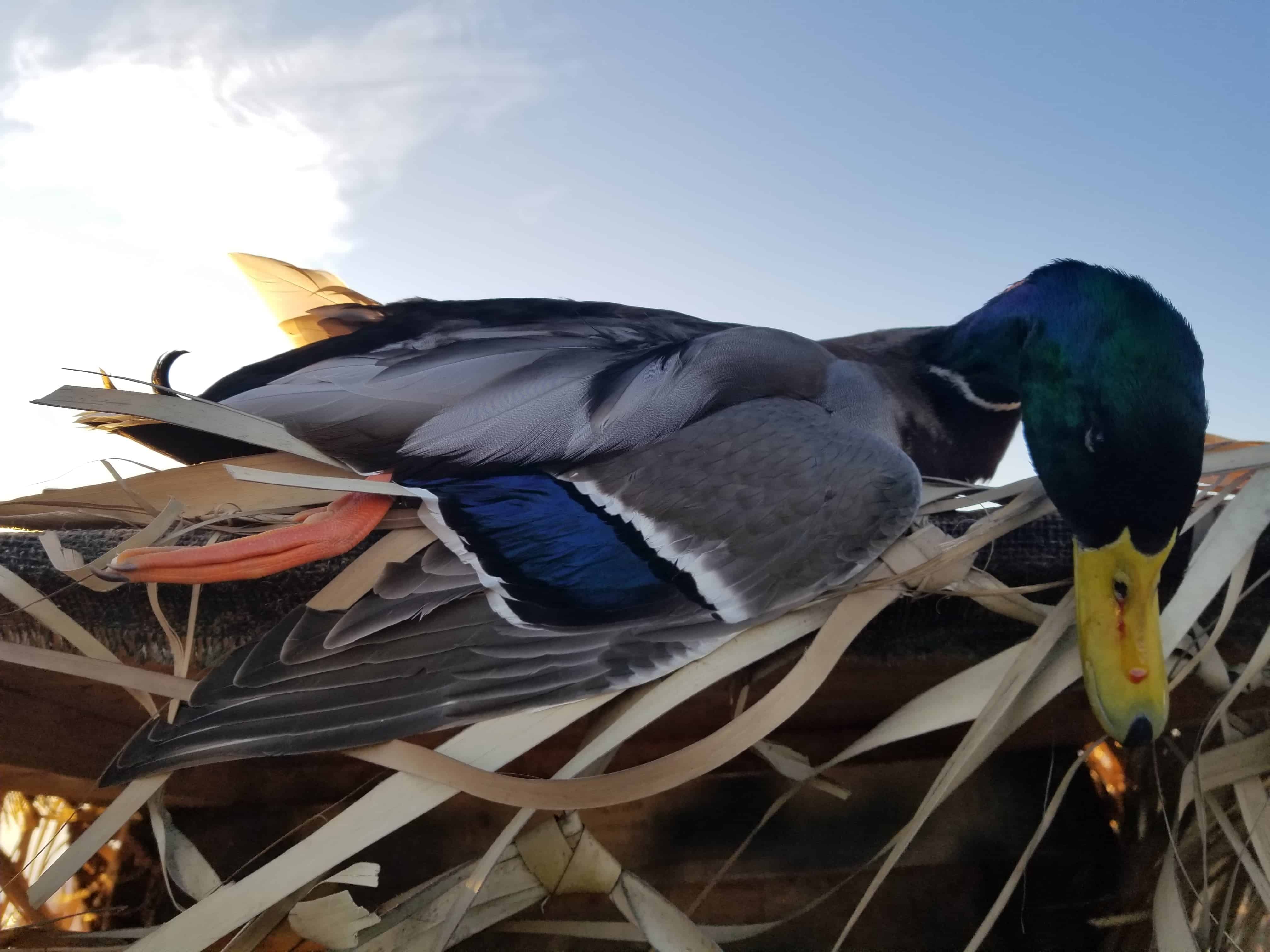 Mallard Duck Hunt